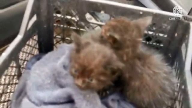 Они умирают!: бабушка кричала из окна на всю улицу, чтобы спасти котят, но её никто не услышал смотреть онлайн