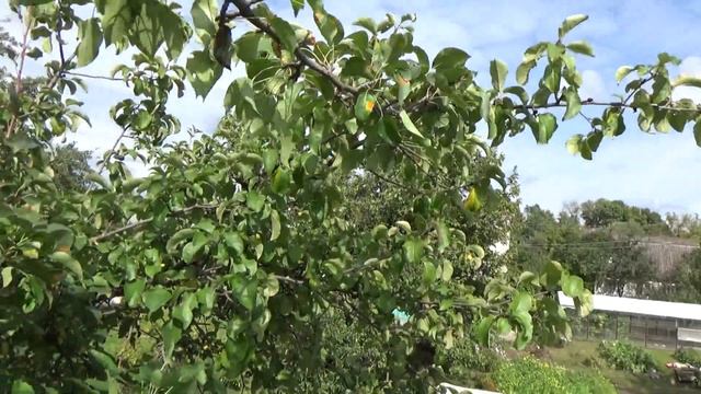 №383. И как его закрыть? //Дачный дневничок. Конец сезона 2021 смотреть онлайн