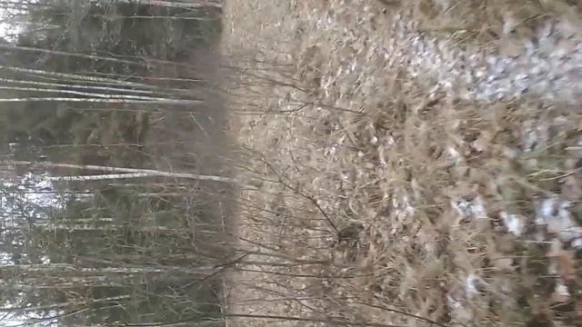 Поиск рогов лося в Налибокской пуще, декабрь 2020, нетипичные находки, zrzuty poroże losia смотреть онлайн