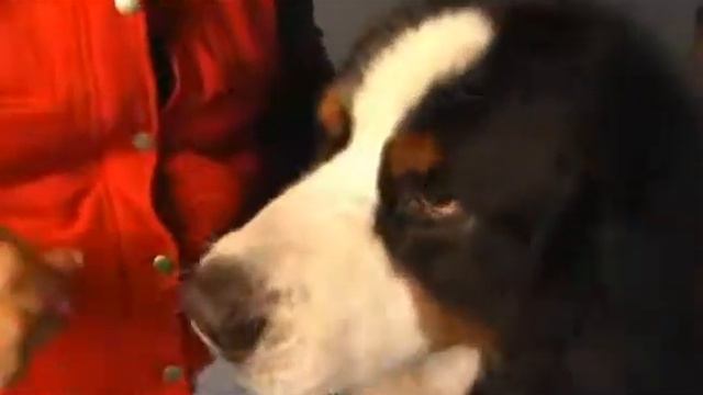 Westminster contestants: Lilian and "Newton" смотреть онлайн