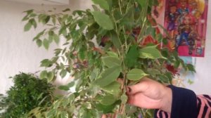 Фикус Бенджамина. Размножение, пересадка.