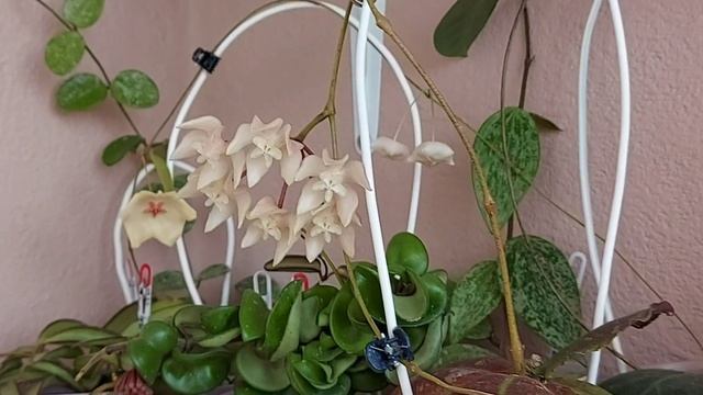 Хойя Ундулата( Hoya Undulata) и Хойя Пателла Вайт ( Hoya Patella White) цветут??? смотреть онлайн