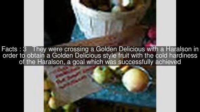 Honeygold Top #6 Facts смотреть онлайн