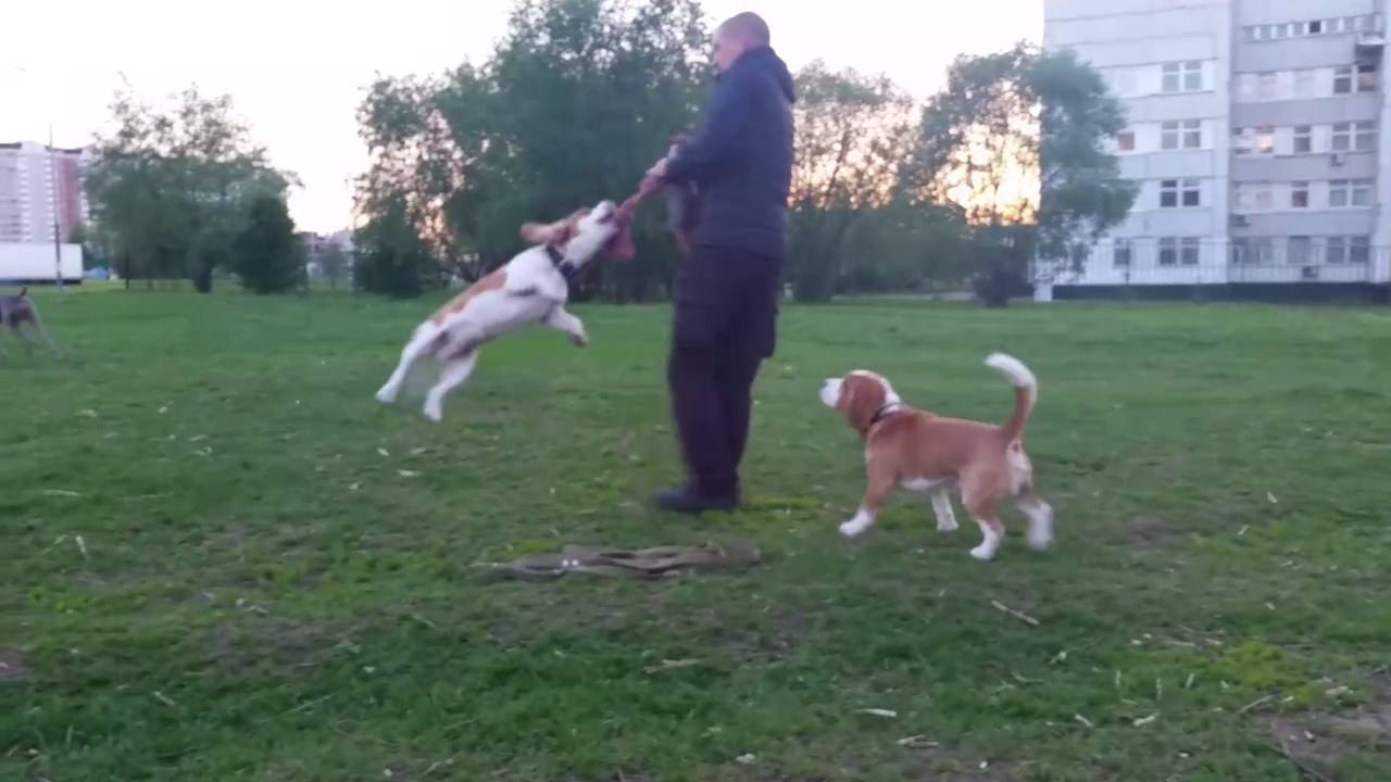 Тренировка биглей на прогулке
