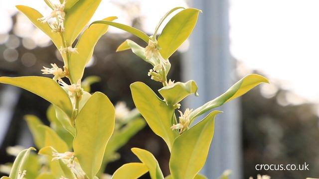 How to grow Sarcococcas | Crocus.co.uk смотреть онлайн