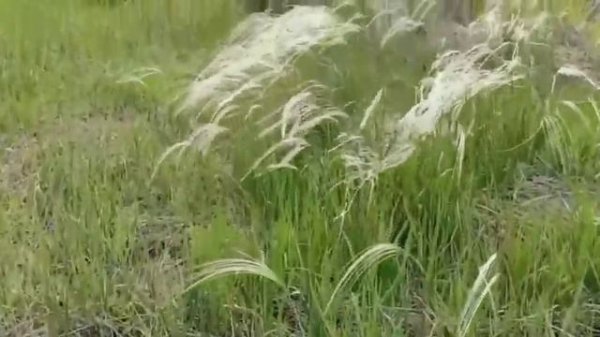 #ковыль КОВЫЛЬ.ЧТО ЭТО?