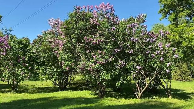 Сирень в Ботаническом саду РАН