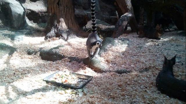 зоопарк в Санкт-Петербурге смотреть онлайн