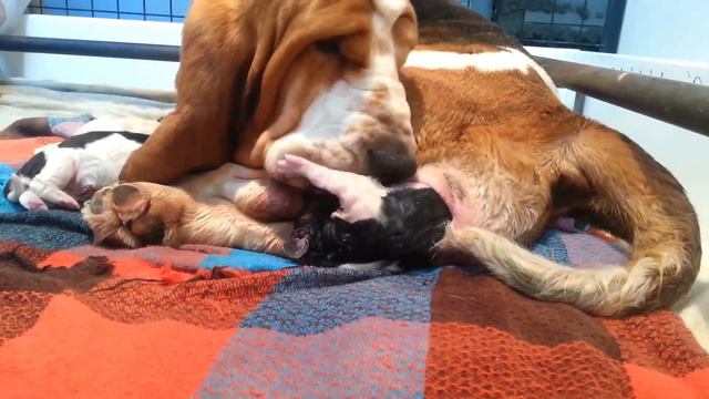 Our Basset Hound dog giving birth to cute pups смотреть онлайн