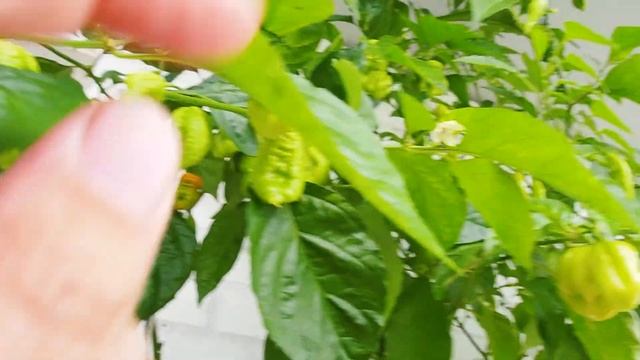 Жизнь перцев чили дома смотреть онлайн