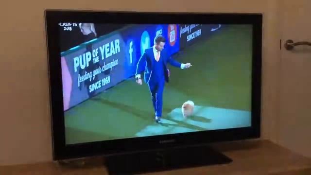 Crufts 2018 Eukanuba Puppy of The Year stakes finalists Pomeranian смотреть онлайн