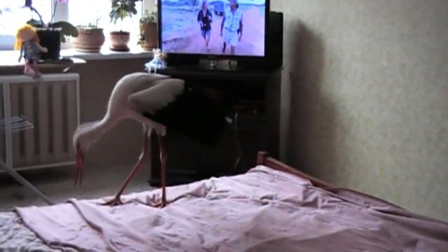 Спасенный аист в квартире смотреть онлайн