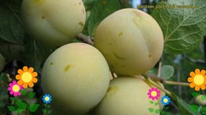 Слива Ренклод ранний. Краткий обзор, описание характеристик prunus sp. Renclod ranniy