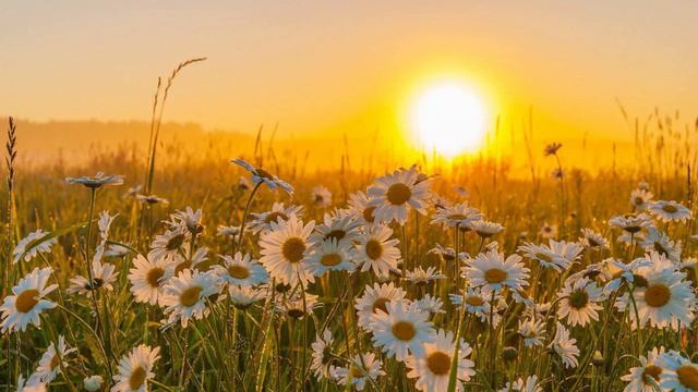 876. ♫ F. Liszt - Liebestraum No. 3, S. 541(Ф. Лист - Ноктюрн № 3 "Грёзы любви" - исп. Lang Lang смотреть онлайн