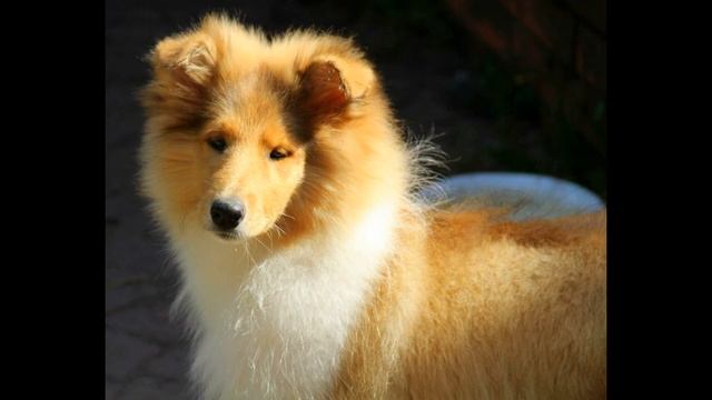 Колли щенки на продажу (Москва) смотреть онлайн