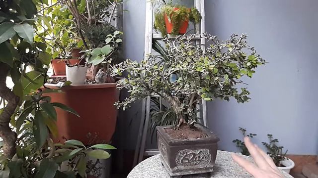 CÂY LINH SAM THÂN LŨA - Đam mê Cây cảnh và Bonsai смотреть онлайн