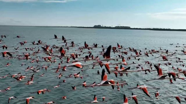 Фламинго над Каспием в Мангистау смотреть онлайн