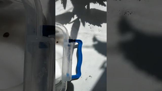 Auto Mix ,осмотр пророщенных семян.