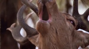 Олень. Рёв. Red Deer Roar - Roaring.