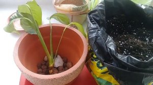 Посадка Спатифиллума (Женское счастье)