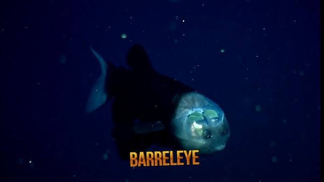 20 of the Rarest & Most Unusual Sea Creatures смотреть онлайн