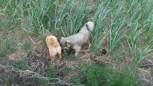 Собаки Лелик и Болик охотятся на крота роют норы в часноке 20170528 Dogs hunt for moles смотреть онлайн