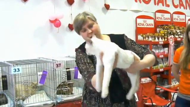 Funny Cat Club - "Кошачий Ля'муррр" в Омске 20 смотреть онлайн