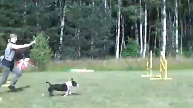 Gaby in Peter Holmberg´s agility training camp смотреть онлайн