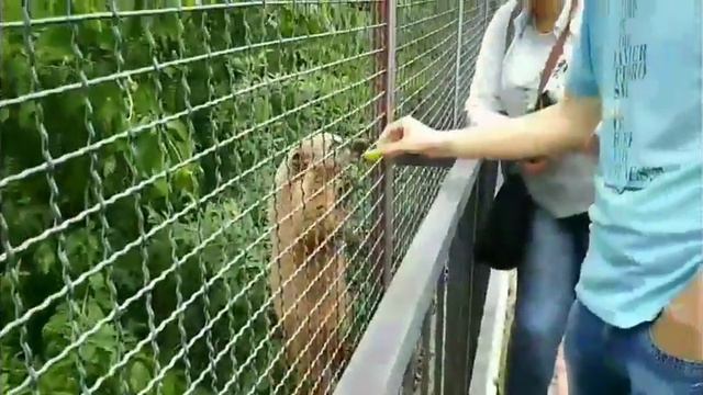 Часть 1. Парк Львов "Тайган". Сафари - парк. Зоопарк. 13.05.18. Зоопарк "Тайган" Белогорск. смотреть онлайн