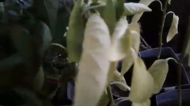 24 августа 2022 г. мой огород на балконе/какие томаты я больше никогда не буду сажать смотреть онлайн