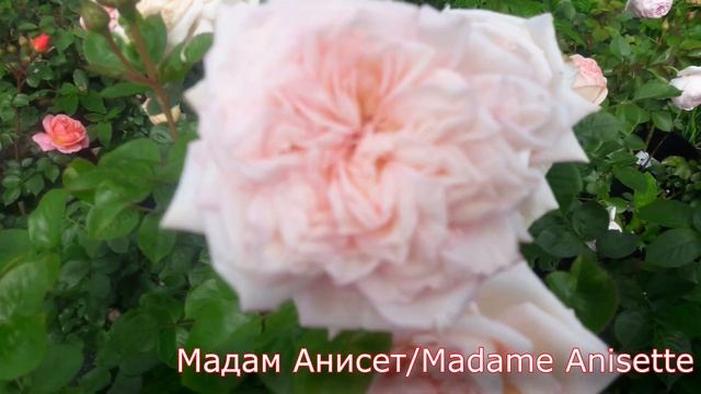 Мадам Анизетт (Madame Anisette) - питомник роз "Розы от Татьяны" смотреть онлайн