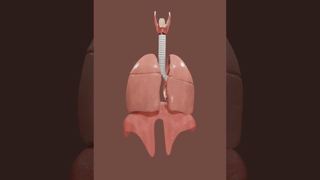 RESPIRATORY SYSTEM MODELED AND TEXTURED IN BLENDER 3.4 смотреть онлайн