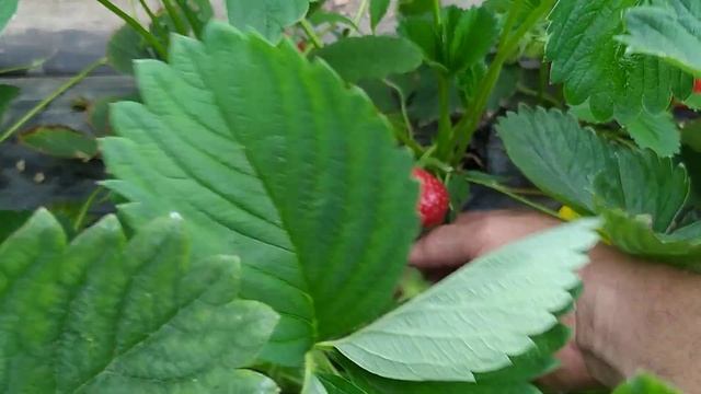 Крупноплодный сорт клубники Квики #клубника#виноград#рассада смотреть онлайн