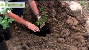 Посадка роз / когда и как сажать розы