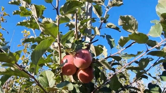 Яблука які повині бути у кожному саду!!!!! Сорт яблук Фуджи Ацтек!!!!! смотреть онлайн
