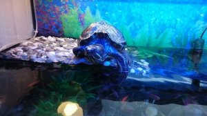 Красноухая черепаха с рыбками в аквариуме 300 литров! Барбус, тернеция, анциструс, неон..