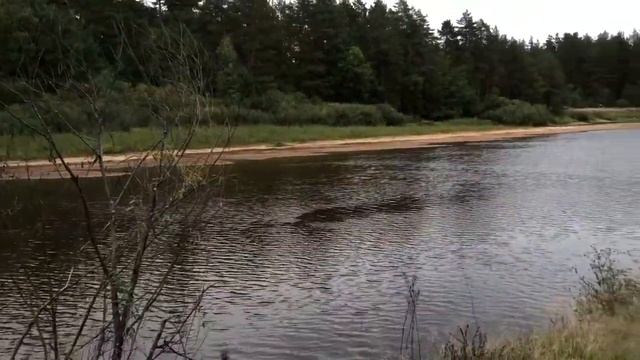 НАШЕСТВИЕ ГРИБОВ ОПЯТ смотреть онлайн