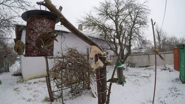 Много птиц 4К СалоЗимаДенисово 14 снег идет смотреть онлайн