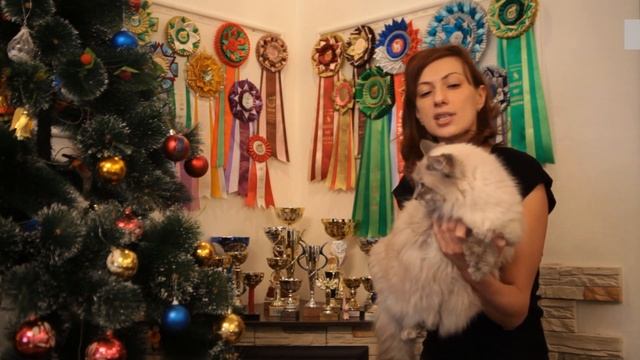 сибирская порода смотреть онлайн