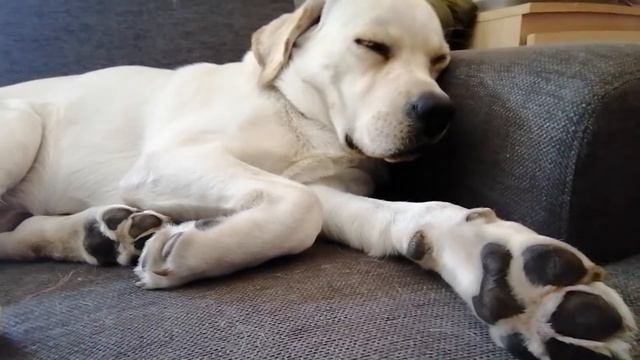 Спящий лабрадоша Вайти/Whitey Sover 😴