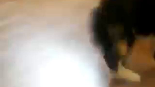 Взъерошенный котенок смотреть онлайн