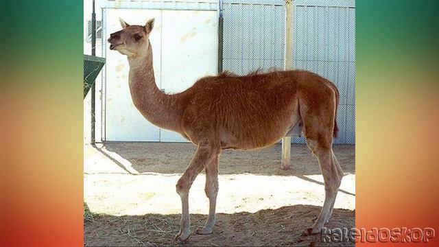 Кама или Верблюлама гибрид самки ламы и самца одногорбого верблюда. смотреть онлайн