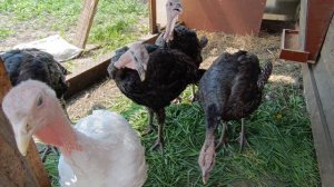 У нас снова наполнение???