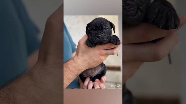 Брутал, будущий житель г. Шахты смотреть онлайн