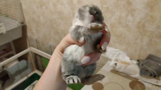 Кролик пищит смотреть онлайн