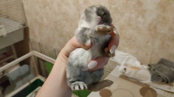 Кролик пищит