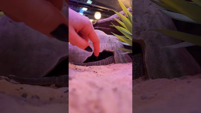 На какую медийную персону похожа эта ящерица? #варан #капскийваран #ящерица #рептилии #экзотика смотреть онлайн