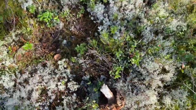 Поездка в лес,Сортавала,за грибами смотреть онлайн