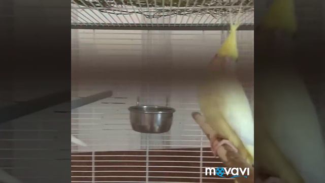 #harizma_ptichka
Птенцы лютино смотреть онлайн