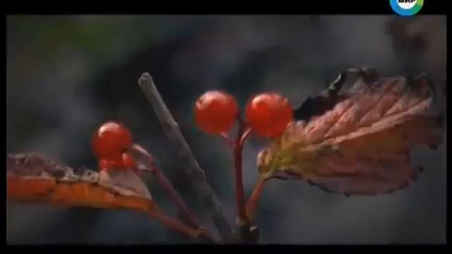 Земля - Территория загадок. Охота на Йети (2014) смотреть онлайн